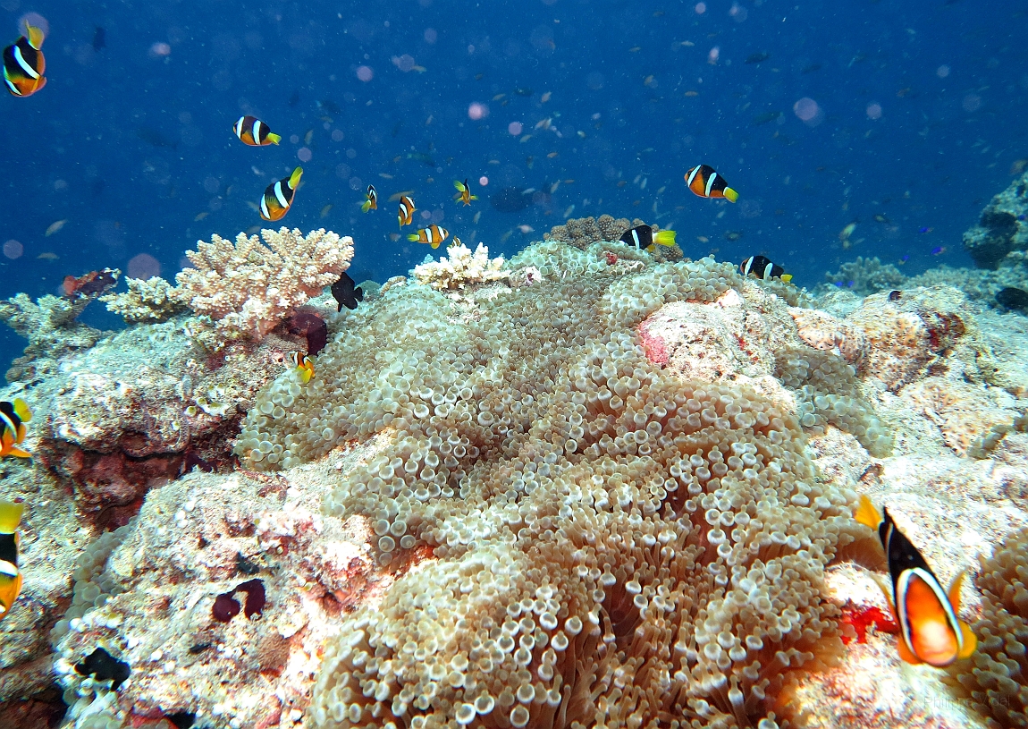 IMG_1271rf_Maldives_Madoogali_Plongee 13_Maaya thila_Anemone et poissons clown de clark.jpg